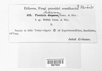 Puccinia recondita image